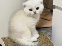 Шотландский котенок, фотография 2