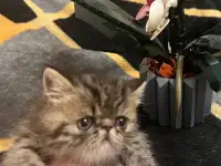Котенок экзот, фотография 2