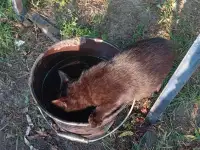 Котенок в дар, фотография 9