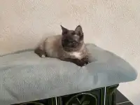 Очень красивая кошечка Тая в дар, фотография 2