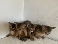 Абиссинские котята, фотография 4