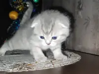 Шотландские чистокровные котята, фотография 3