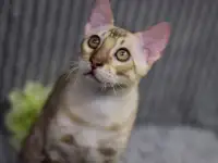 Снежный бенгальский котенок, фотография 5