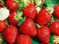 Саженцы клубники сорт Верди