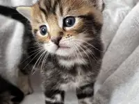 Котята помесь папа Мейн-Кун мама Шотландская скоттиш-страйт, фотография 8