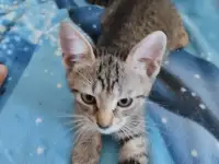 Отдам в хорошие руки котят или кошку, фотография 2