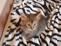 Котята, фотография 3