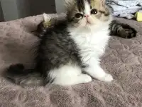 Продам персидских котят, фотография 4