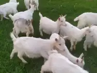Козлята породистые
