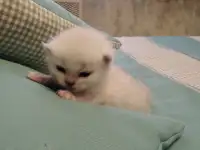 Британские серебристые котята, фотография 2
