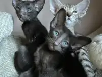 Ориентальные котята, ориенталы., фотография 12