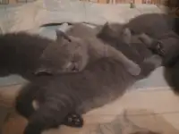 Продам британских котят, фотография 9