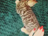 Бенгальские котята, фотография 5