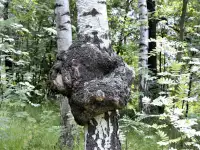 БЕРЕЗОВАЯ ЧАГА ГРИБ(лечебный чай) Доставка  Василевичи и район., фотография 4