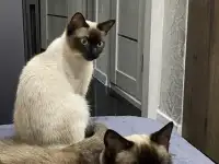 Тайские старосиамские котята, фотография 8