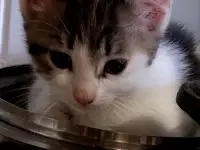 Ищу дом для котенка, фотография 3