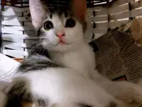 Ищу дом для котенка