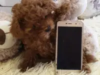 Той Пудель мальчики и девочки, фотография 3