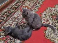 Котята в дар, в добрые руки, фотография 4