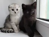 Скоттиш-страйт, шотландцы, фотография 8