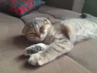 Шотландские котята, фотография 6