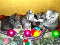 Персидские котята Экстремального типа чистокровные. Персы., фотография 4