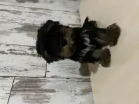 Щенок