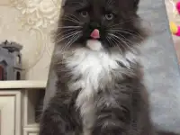 Мейн кун , полидакт, фотография 2