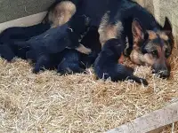 Щенки немецкой овчарки