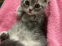 Шотландские котята, фотография 3