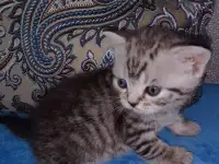 Шотландские котята, фотография 2