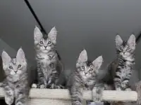 Мейн кун котята!, фотография 5