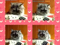 Персидские котята Экстремального типа чистокровные. Персы., фотография 5