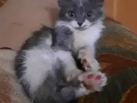 Кошка-с-ладошку ищет семью!, фотография 2