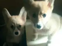 Щенки Вельш корги пемброк