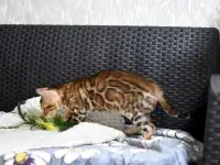 Лучшие бенгальские котята, фотография 4