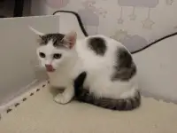 Чудесная нежная малышка Лялечка в добрые ручки в дар!, фотография 5