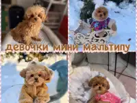 Мальтипу ф1 элитные мини и микро Корея только у нас, фотография 2