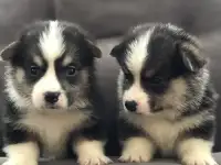 Чистокровные малыши Вельш корги, фотография 2