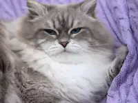 Сибирский кот, невский маскарадный кот ищет новую семью, фотография 5