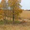 фермерское хозйство, фотография 6
