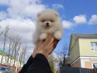 Померанский шпиц щенки