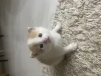 Котенок даром