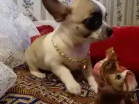 Чихуахуа