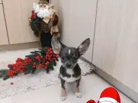 Мини чихуахуа .Мальчик.Голубой графит.