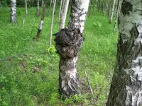 БЕРЕЗОВАЯ ЧАГА ГРИБ(лечебный чай) почтой в МЯДЕЛЬ и рн., фотография 2