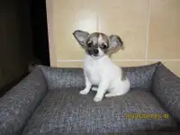 девочка чихуахуа