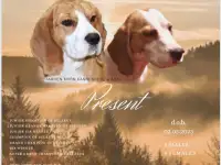 Породные щенки бигля, фотография 4