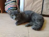 Очаровательная юная кошечка Дымка в дар, фотография 5
