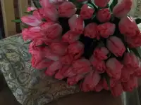 Тюльпаны белые опт. Документы., фотография 4